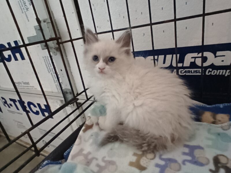 Ragdoll Kittens