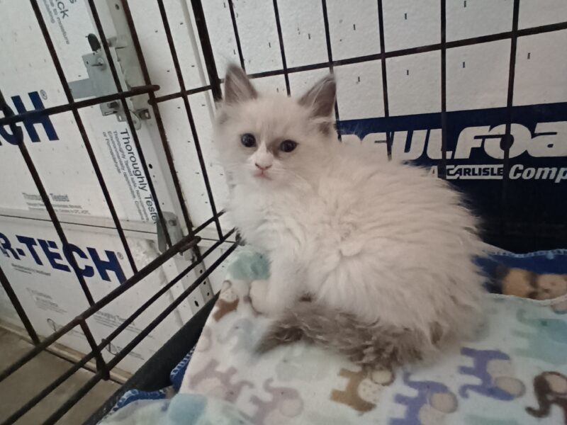 Ragdoll Kittens