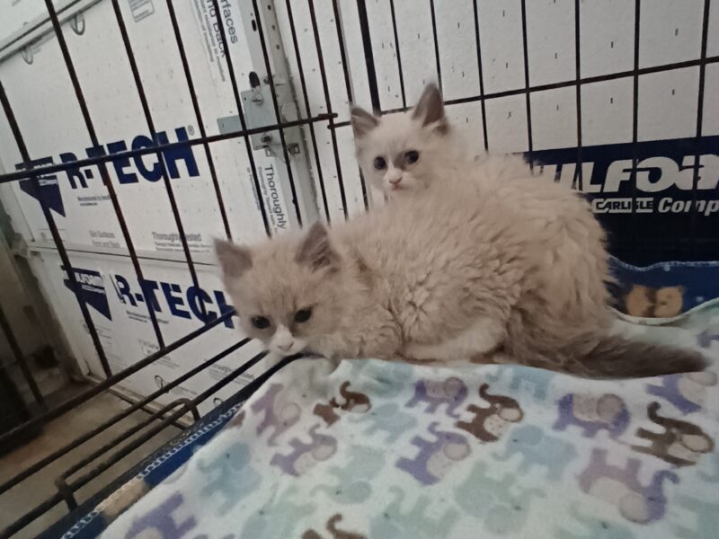 Ragdoll Kittens