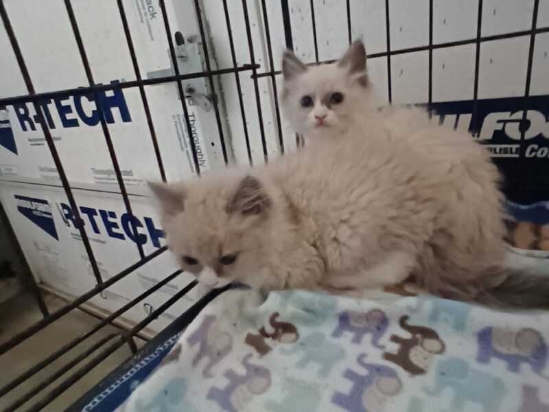 Ragdoll Kittens