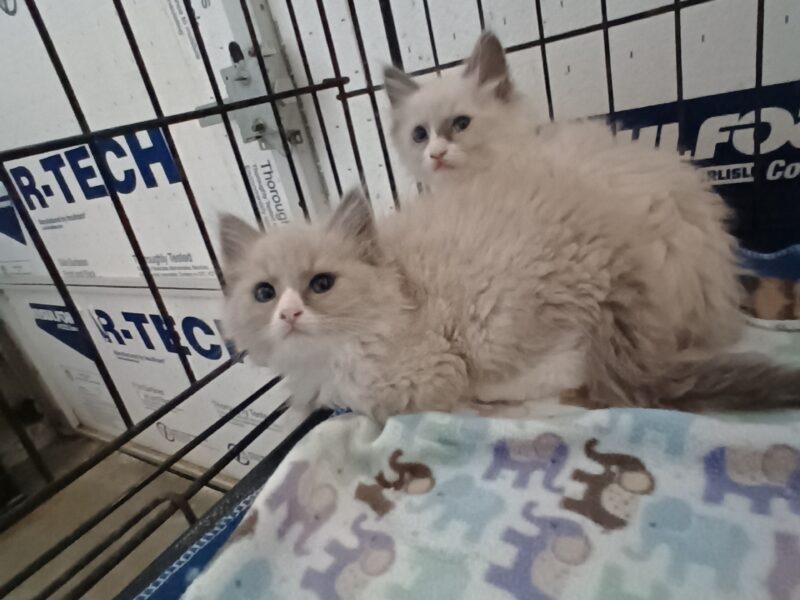Ragdoll Kittens