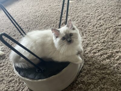 Ragdolls Kitten