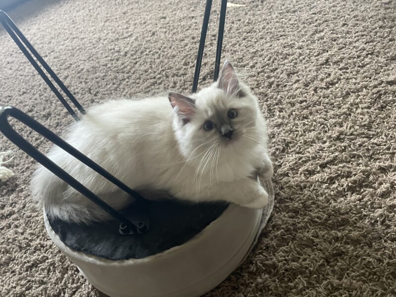 Ragdolls Kitten