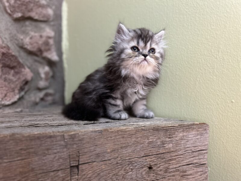 Persian Kittens