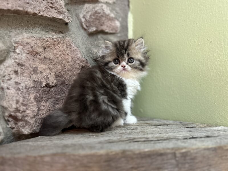 Persian Kittens