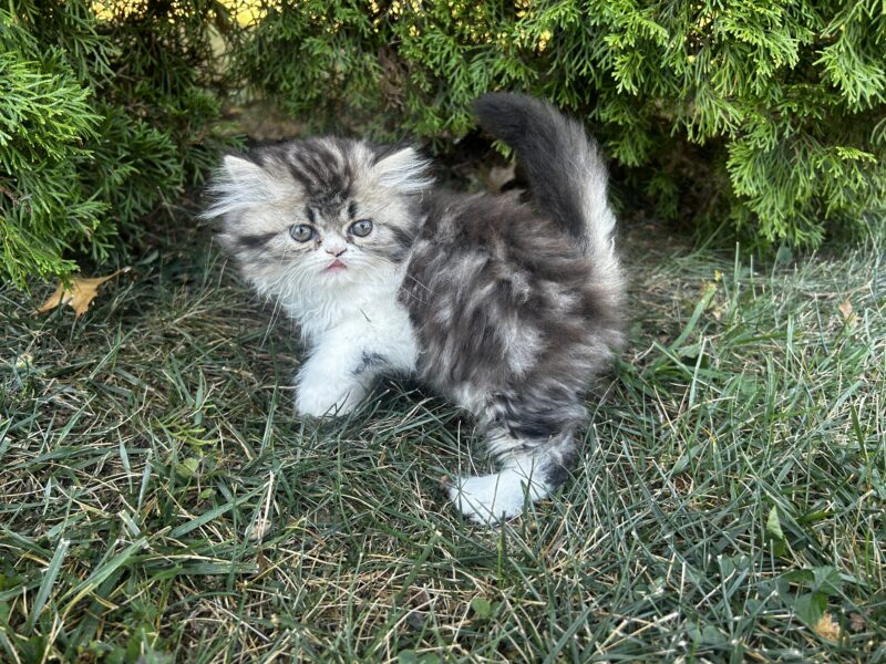 Persian Kittens