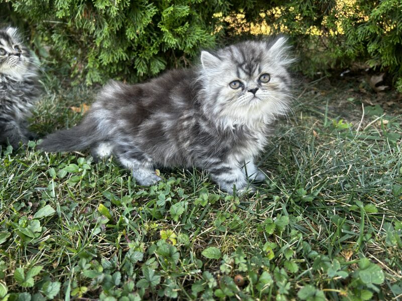 Persian Kittens