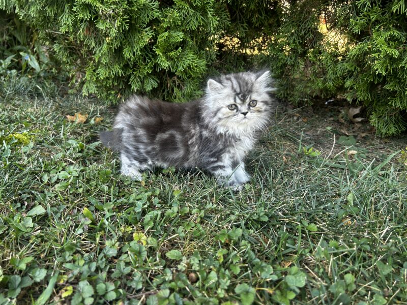 Persian Kittens