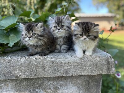 Persian Kittens