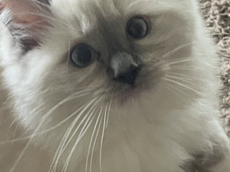Ragdolls Kitten