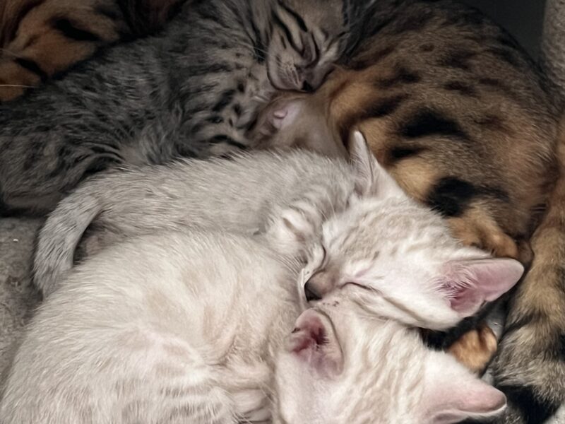 Bengal kittens