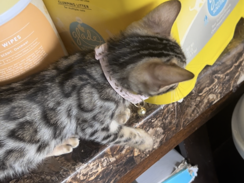 Bengal kittens