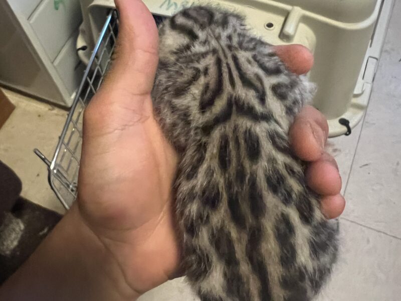 Bengal kittens