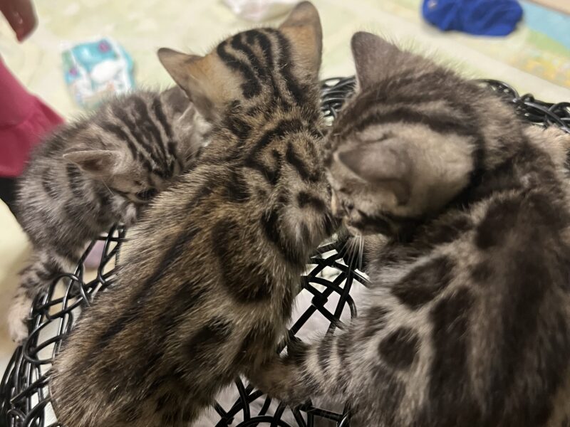 Bengal kittens