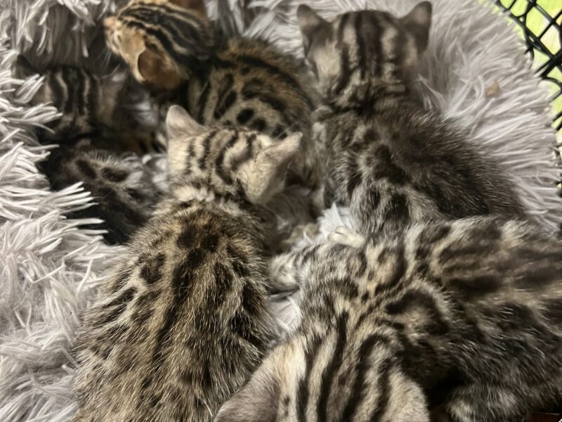 Bengal kittens