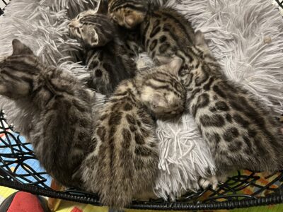Bengal kittens