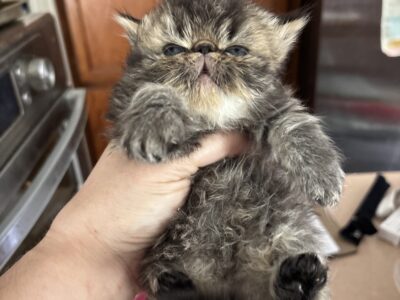 Beautiful Blue eyed black tabby Persian