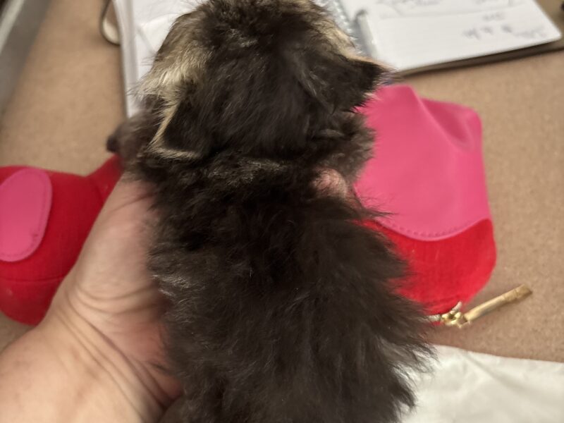 Beautiful Blue eyed black tabby Persian