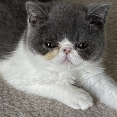 Gina
