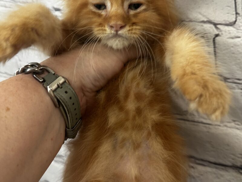 Purebred Maine coon kittens