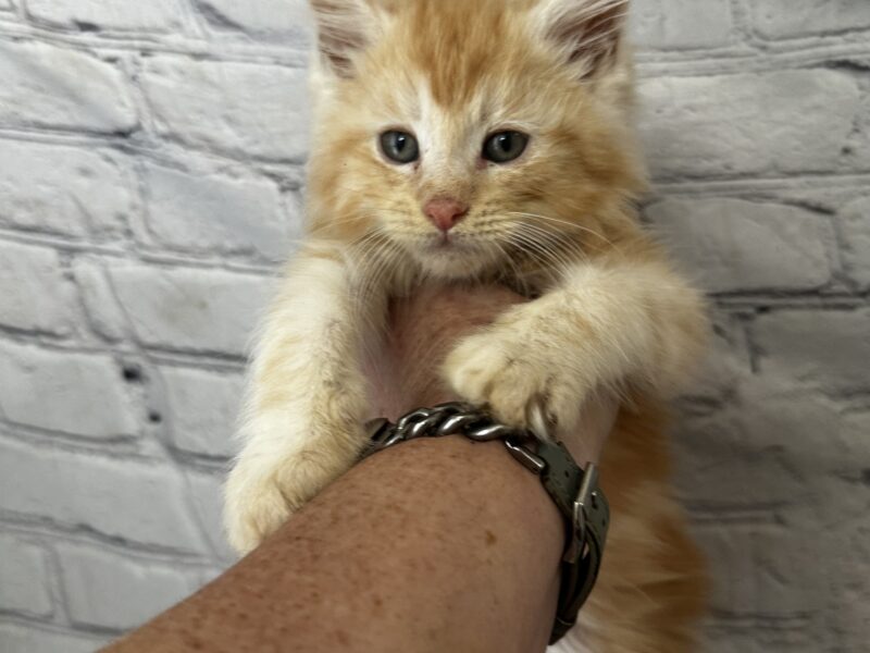 Purebred Maine coon kittens