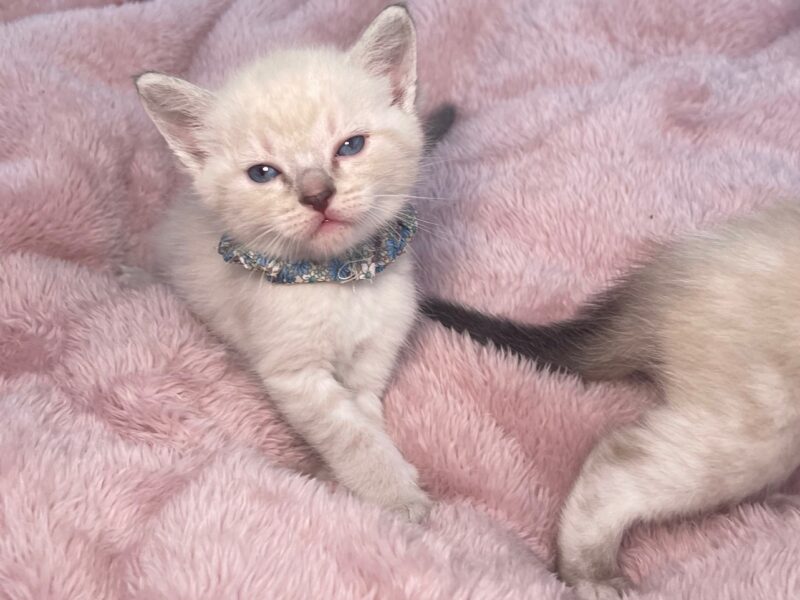 Blue Lynx Male Ragdoll Kitten