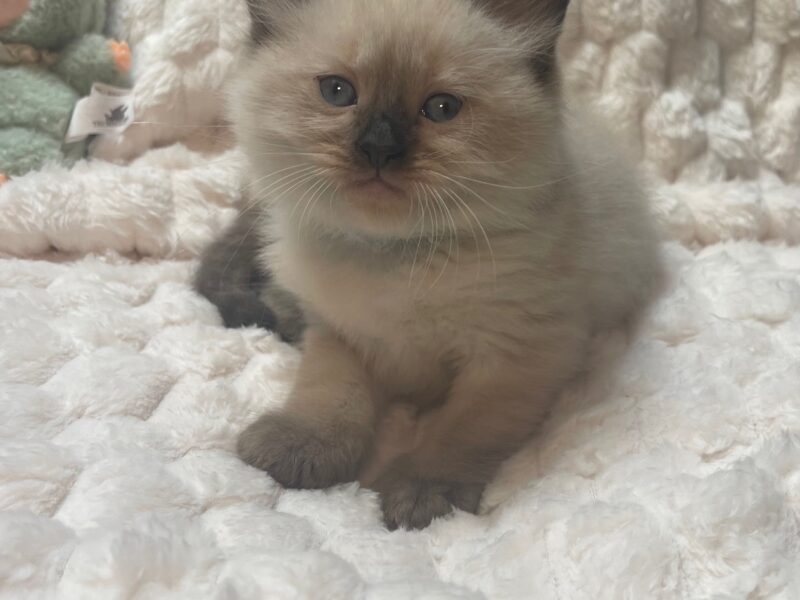 Seal Point Ragdoll Fluffy Males 'Fudge' & 'Chip'