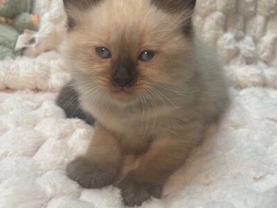 Seal Point Ragdoll Fluffy Males 'Fudge' & 'Chip'