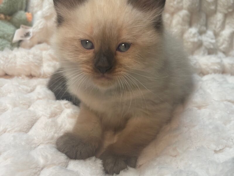 Seal Point Ragdoll Fluffy Males 'Fudge' & 'Chip'