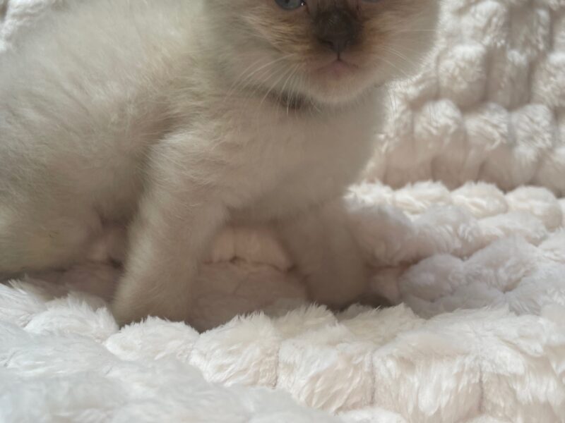 Seal Point Ragdoll Fluffy Males 'Fudge' & 'Chip'