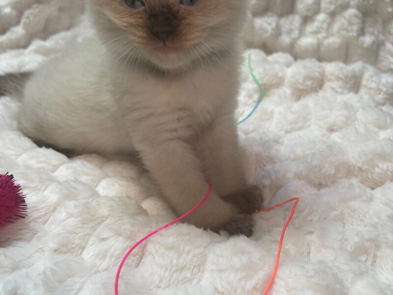 Seal Point Ragdoll Fluffy Males 'Fudge' & 'Chip'