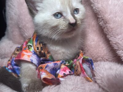 Ragdoll Siamese Seal Point Tortie "Milky Way"