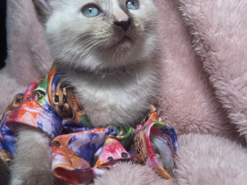 Ragdoll Siamese Seal Point Tortie "Milky Way"