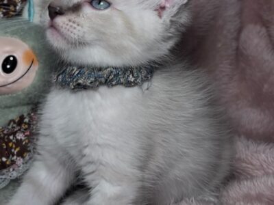 Blue Lynx Male Ragdoll Kitten