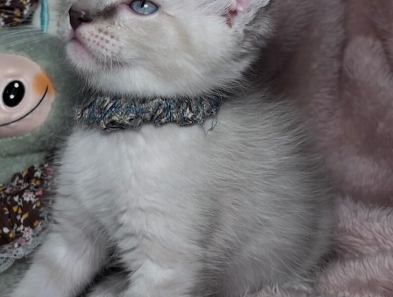 Blue Lynx Male Ragdoll Kitten