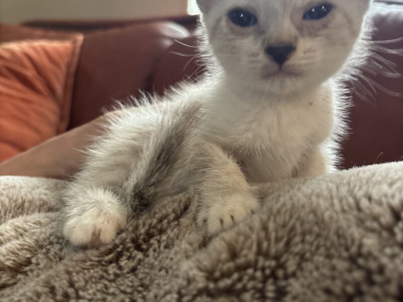 Zena