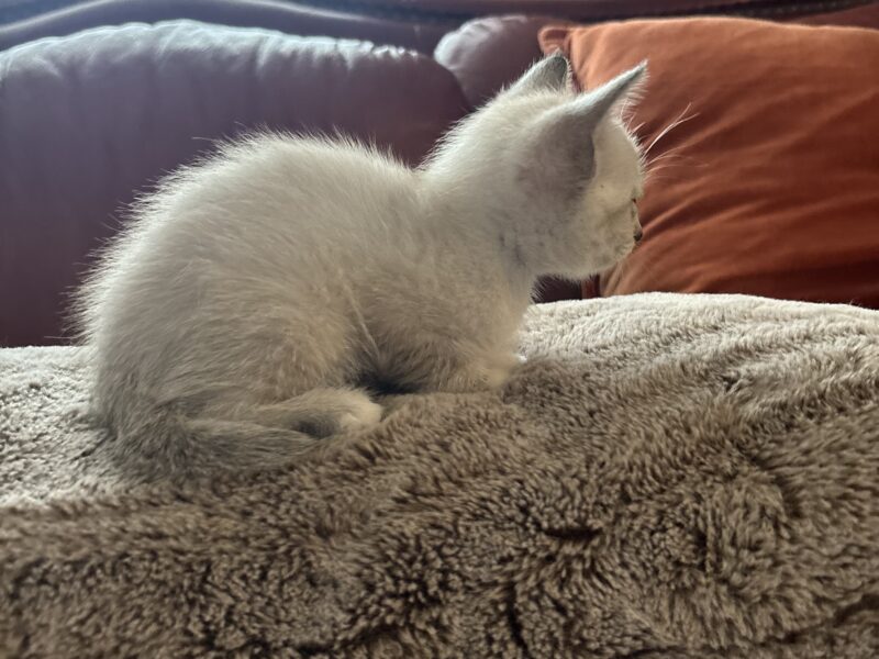 Zena