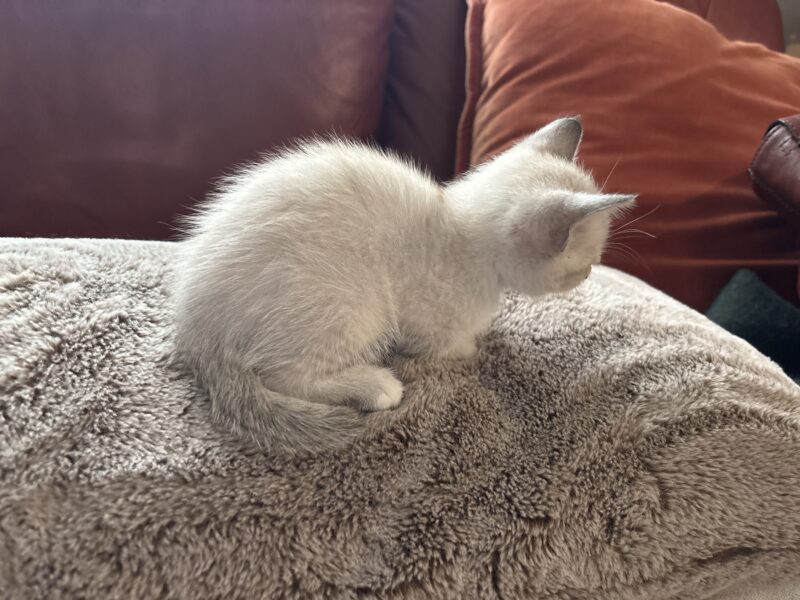 Zena