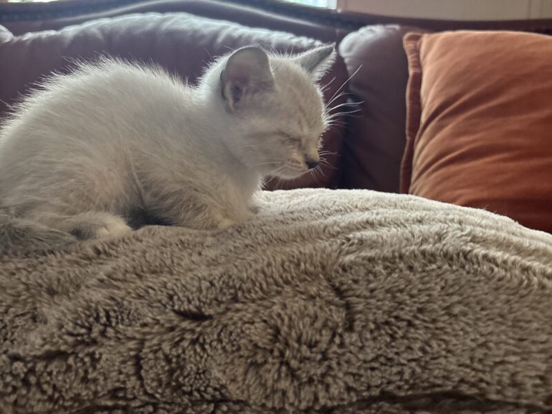 Zena