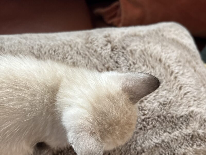 Zena