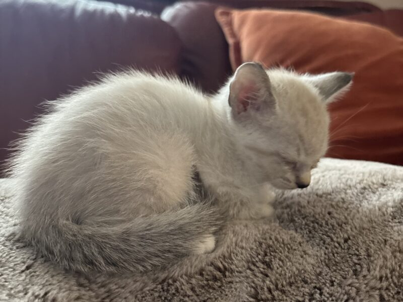 Zena