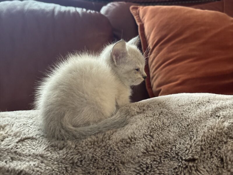 Zena