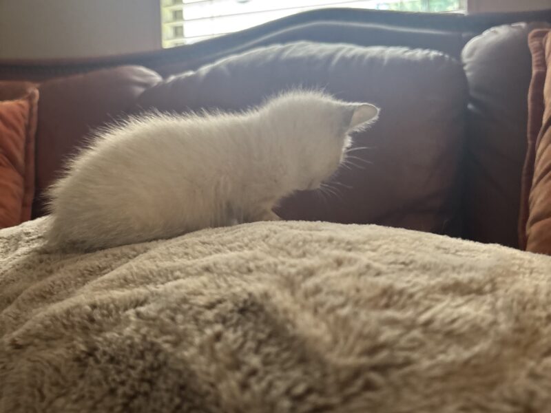 Zena