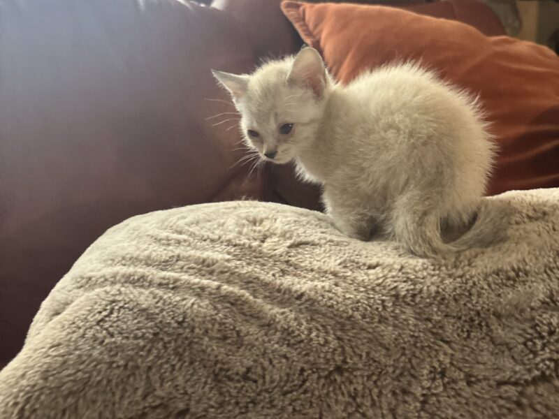 Zena