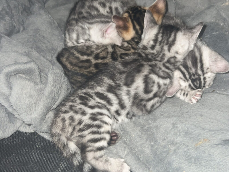 Bengal kittens