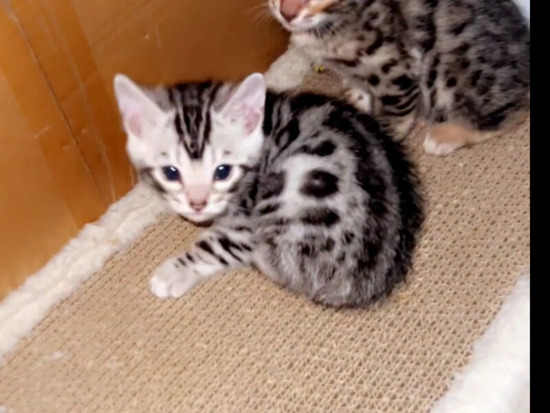 Bengal kittens