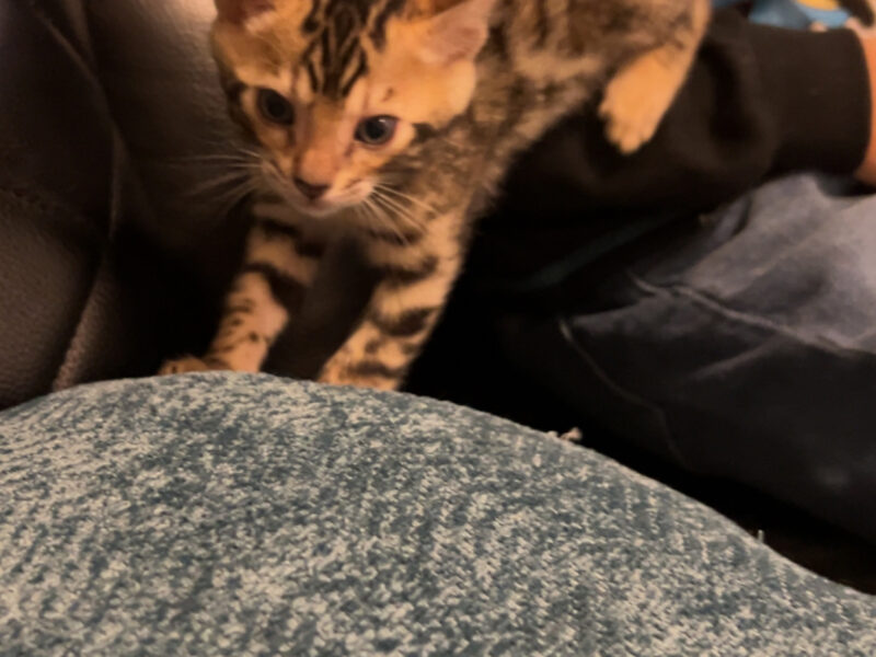 Bengal kittens
