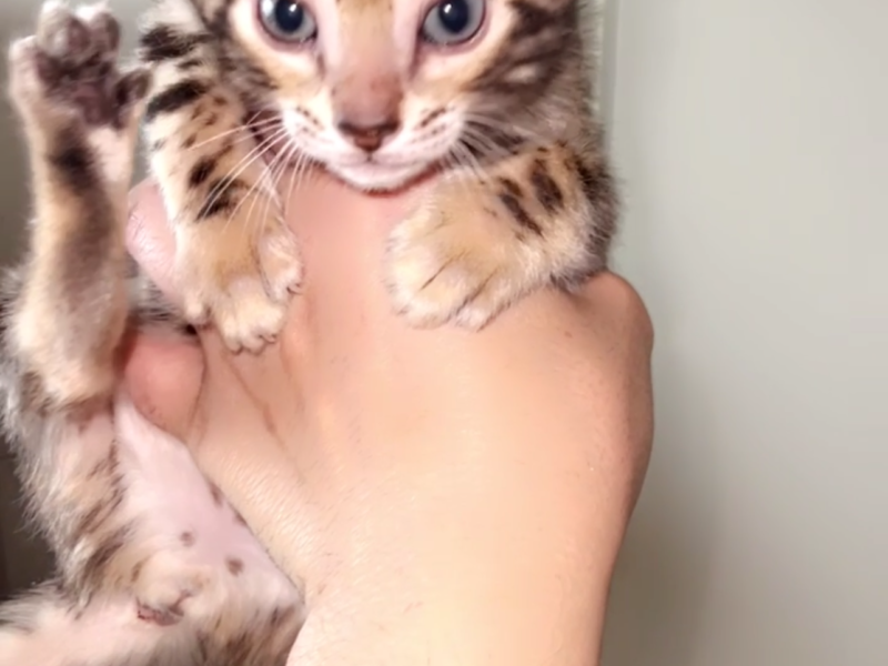 Bengal kittens