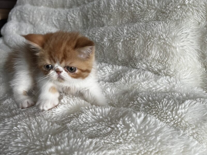Orange tabby and white