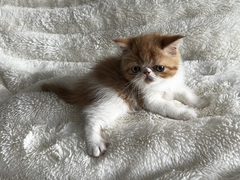 Orange tabby and white